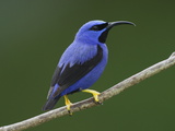 A Male Purple Honeycreeper  Cyanerpes Caeruleus  Perched on a Branch