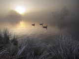Canada Geese  Branta Canadensis  Taking a Morning Swim on a Pond