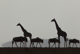 Silhouetted Giraffes and Blue Wildebeests under a Cloud-Filled Sky