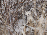 A Short-Tailed Weasel or Ermine  Mustela Erminea