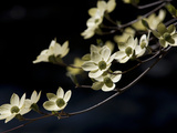 Close Up of a Pacific Dogwood Tree in Bloom