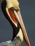 Close Up Portrait of a Brown Pelican  Pelecanus Occidentalis