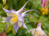 Close Up of a Columbine Flower  Aquilegia Species  in Spring