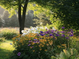 Summer Flower Adourn a Farm Garden