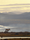 A Caribou Walking Beside the Water at Sunrise
