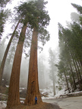 A Man Standing in Front of a Giant Sequoia Tree to Give it Scale