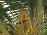 A Red-Legged Honeycreeper Lands on Tropical Plants