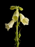 A Yellow Foxglove  Digitalis Grandiflora