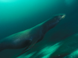 A California Sea Lion Swimming Underwater