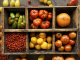 Tomato Varieties at the Seed Savers Exchange
