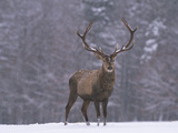 Portrait of a European Red Deer or Elk  Cervus Elaphus  in Snow