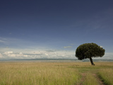 A Lone Euphorbia Tree in a Vast Grassland