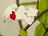Close Up of Flowers on a Bleeding Heart Vine  Clerodendrum Thomsoniae