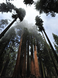 Giant Sequoia Trees and Fog