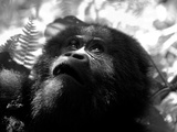 Portrait of a Lowland Gorilla  Gorilla Gorilla