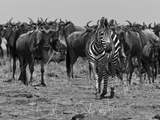 Migrating Burchell's Zebras and Wildebeests