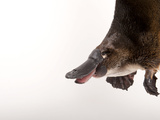 A Platypus  Ornithorhynchus Anatinus