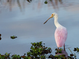 Roseate Spoonbill  Ajaia Ajaja  Foraging in the Shallows