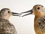 Red Knots  Calidris Canutus  a Species in Rapid Population Decline