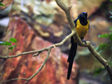 Golden-Breasted Starling  Cosmopsarus Regius  Perched on a Tree Branch