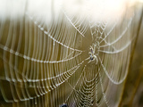 A Spider with a Fly in the Centre of its Web Covered in Dew at Dawn