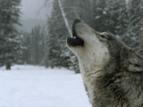 A Howling Alpha Male Gray Wolf of the Sawtooth Pack