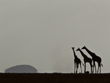 A Trio of Silhouetted Giraffes  Giraffa Camelopardalis