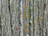 A Thicket of Tree Trunks Amid Fall Foliage