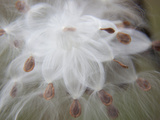 Milkweed Seeds Leaving their Pod