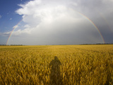 A Man's Shadow on a Wheat Field with a Rainbow Behind a Passing Storm