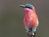 Portrait of a Southern Carmine Bee-Eater  Merops Nibicoides