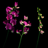 High Resolution of Sweet Pea Flowers in Stages of Openness