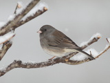 A Dark-Eyed Junco  Junco Hyemalis  Perched on a Snowy Branch