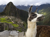 A Llama on a Road Above Machu Picchu