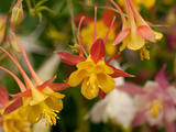 Cluster of Red and Yellow Columbine Flowers  Aquilegia Species
