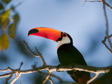 Portrait of a Toco Toucan  Ramphastos Toco