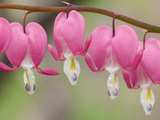 Row of Pink Bleeding Heart Flowers  Dicentra Spectabilis  in Spring