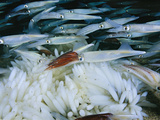 Opalescant Inshore Squid Lay More Than 50 000 Eggs at a Time