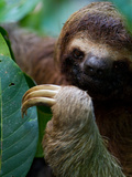 Portrait of a Brown-Throated Three-Toed Sloth  Bradypus Variegatus