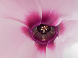 Close Up of a Cyclamen Persicum Flower