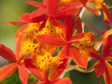 Close Up of the Flowers of a Crucifix Orchid  Epidendrum Radicans