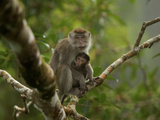 Mother and Nursing Infant Long-Tailed Macaque in a Strangler Fig