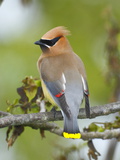 A Male Cedar Waxwing in Breeding Color on a Tree Branch