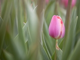 Close Up of a Pink Tulip