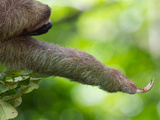 Close Up of a Brown-Throated Three-Toed Sloth with it's Arm Extended