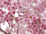 Looking Up at Flowering Branches of a Weeping Higan Cherry Tree