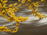 Beech Tree Branch over the Ausable River