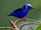 Red-Legged Honeycreeper  Cyanerpes Cyaneus  Perched on a Limb