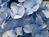 Close Up of Blue Mophead Hydrangea Flowers  Hydrangea Macrophylla