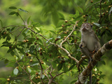 A Long-Tailed Macaque  Macaca Fascicularis  in Strangler Fig Tree